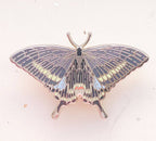 Paris Peacock Butterfly (Papilio paris) Enamel Pin