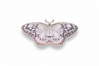 Paper Kite Butterfly (Idea leuconoe) Enamel Pin