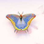 Two-Tailed Pasha Butterfly (Charaxes jasius) Enamel Pin